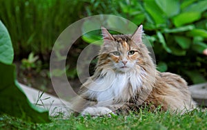 Pretty norwegian forest cat female in garden