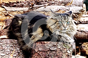 A pretty Norwegian Forest Cat sits on a pile of wood with an evil eye