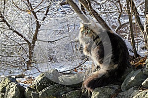 A pretty Norwegian Forest Cat