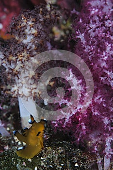 Pretty nudibranch in front of purple coral