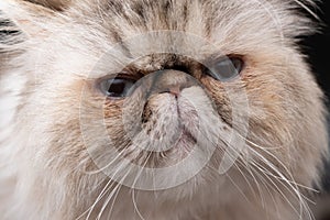 Adorabile bianco persiano gatto ritratto 