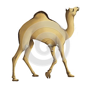 Pretty of the one-humped camel