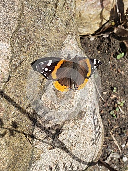 Pretty orange butterfly