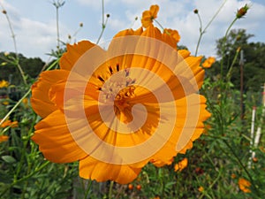 Pretty Orange Cosmos Flower of September