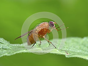 P1010040 bright orange fly, Thricops diaphanu, cleaning its face and front legs, Deas Island, BC cECP 2020 photo