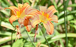 Pretty Orange Lilies Blooming in a Garden