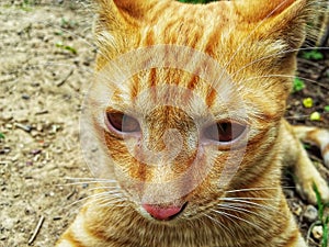 A pretty orange tabby cat lying down on the ground in garden.