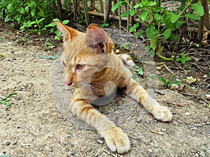 A pretty orange tabby cat lying down on the ground in garden.