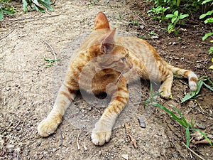 a pretty orange tabby cat lying down on the ground in garden.