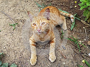 a pretty orange tabby cat lying down on the ground in garden.