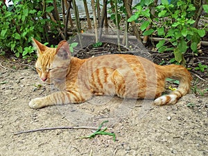 a pretty orange tabby cat lying down on the ground in garden.