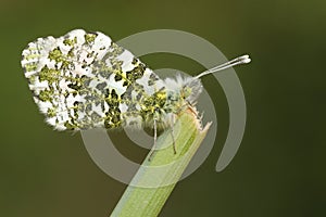 A pretty Orange-tip Butterfly, Anthocharis cardamines, perched on a plant in spring.