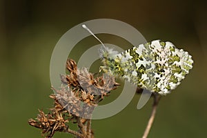 A pretty Orange-tip Butterfly, Anthocharis cardamines, perched on a plant in spring.