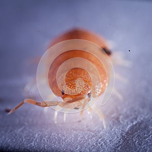 A pretty orange woodlouse photohraphed in captivity