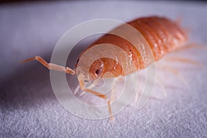 A pretty orange woodlouse photohraphed in captivity