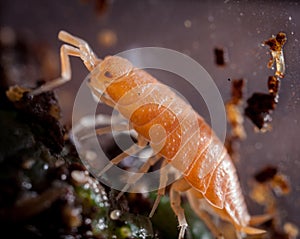 A pretty orange woodlouse photohraphed in captivity