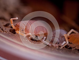 A pretty orange woodlouse photohraphed in captivity