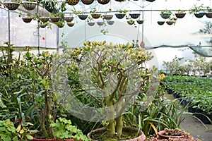 Pretty ornamental plants being cultivated in flowerpots in a hothouse at a nursery or farm for retail as house or garden plants