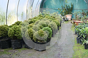 Pretty ornamental plants being cultivated in flowerpots in a hothouse at a nursery or farm for retail as house or garden plants