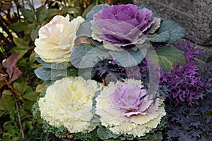 pretty ornamental winter cabbage flowers