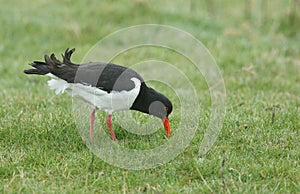 A pretty Oystercatcher, Haematopus ostralegus, serching for food in a field on a dark rainy day in the UK.