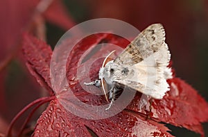 A pretty Pale Tussock, Calliteara pudibunda, percing on a red Acer Tree leaf in spring.