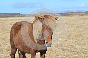 Pretty Palomino Horse