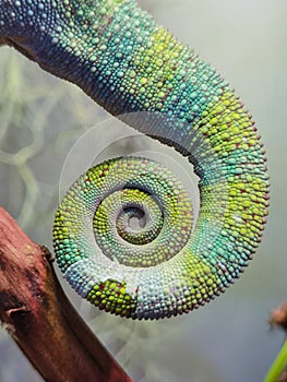 Pretty Panther Chameleon Tail Swirling