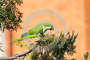 Pretty Parrot leaning on a branch of a Cupressus, eating the nuts of the cypress photo
