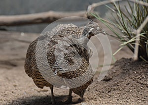 Pretty Pattern on the Feathers of an Elegant Crested Tinamou