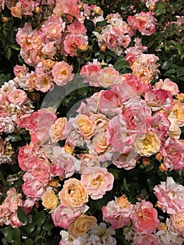 Pretty peachy roses