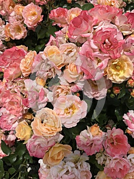 Pretty peachy roses background