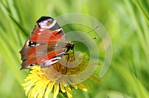 A pretty Peacock Butterfly, Aglais io, nectaring on a Dandelion flower.