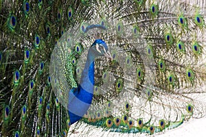 Pretty peacock with erect feathers in side view