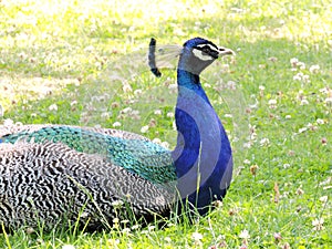 Pretty Peacock Park found in Prague