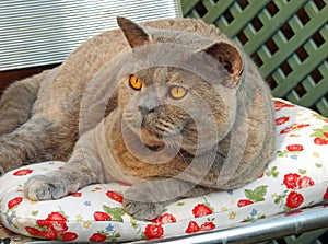 Pretty pedigree cat