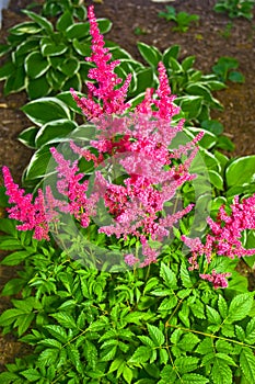 Pretty Perennial in Bloom photo