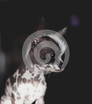 Pretty peruvian hairless and chihuahua mix dog with shadows