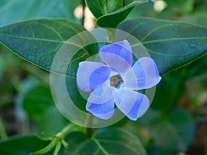 Pretty petit five petal luminous blue purple flower in bloom with a green background filled with leaves