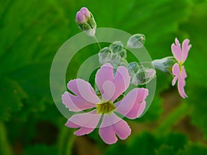 Pretty petit five petal purple flowers and buds in bloom with a green background filled with leaves