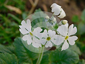Pretty petit five petal white flowers and buds in bloom with a green background filled with leaves