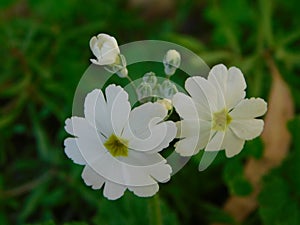 Pretty petit five petal white flowers and buds in bloom with a green background filled with leaves