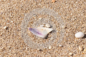 This pretty piece of seashell with hints of purple lay sitting on the pebbly sand on the beach. This image was taken at Cape May.