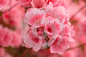Pretty Pink Azalea Flowers In Bloom