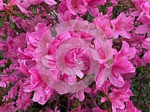 Pretty Pink Azalea Flowers in the Springtime in April