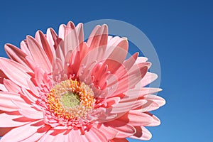 Pretty pink barberton daisy