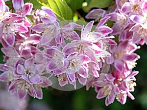 Pretty pink blossom on a Deutzia shrub