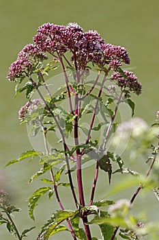 The pretty pink blossoms of ordinary water diet, Eupatorium cannabinum