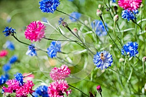 Bee on blue cornflower or bachelor`s button, Centaurea cyanus, in spring garden of blue and pink flowers