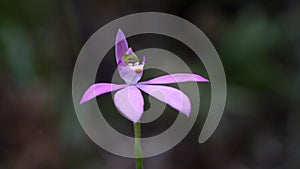 pretty pink caladenia carnea orchid in flower